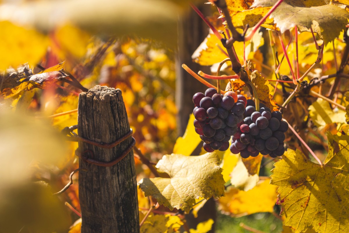 Vini della Valtellina